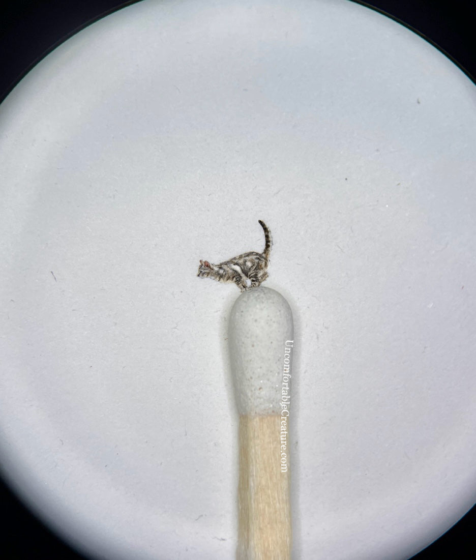 Zipper — 4 mm Micro Cat Watercolor Painting